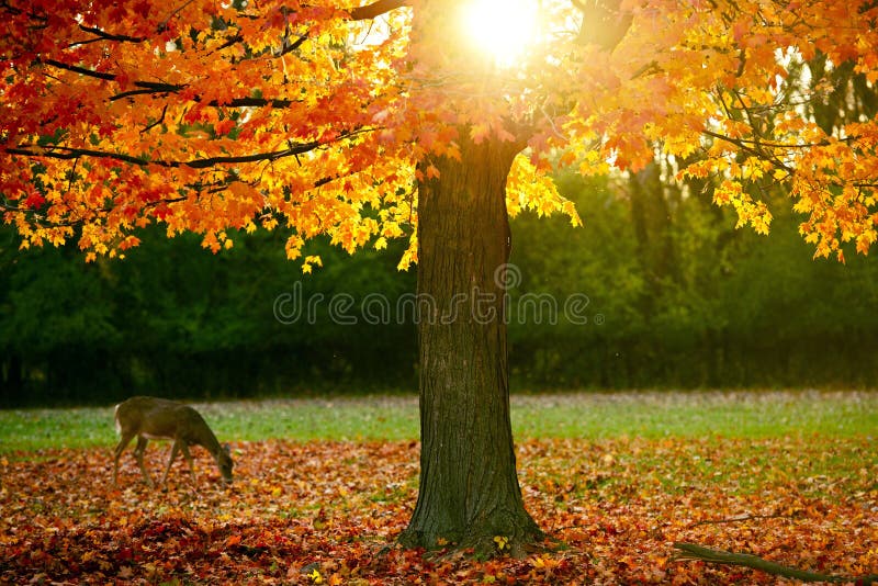 Sezon Jesienny w parku obraz royalty free Sezon Jesienny w parku obraz royalty free