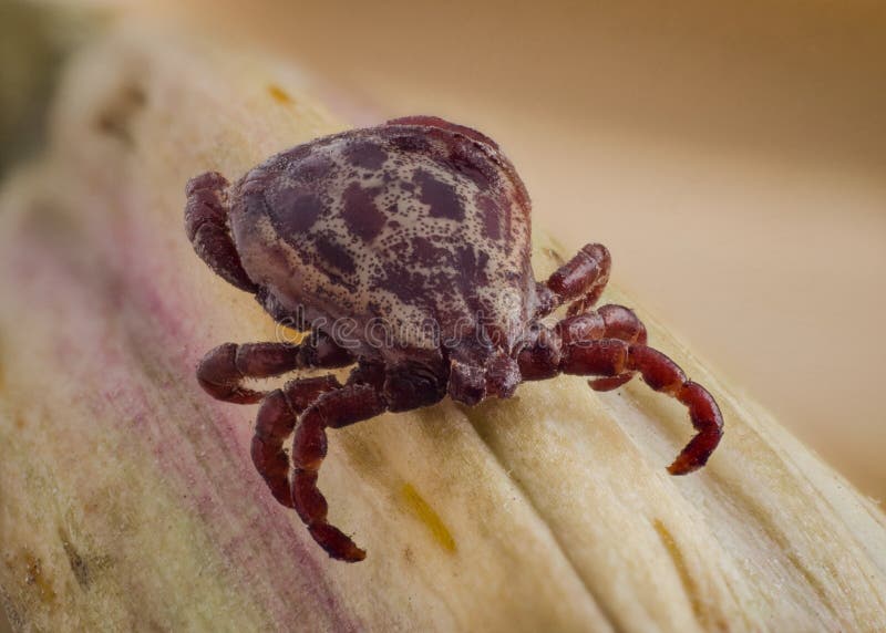 Tick in the dry grass macro. Tick in the dry grass macro