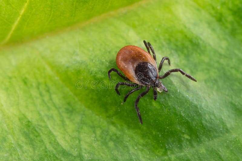 Interesting tick &#x28;Ixodes ricinus&#x29; on a green leaf. Dangerous parazite a carrier of infection. Interesting tick &#x28;Ixodes ricinus&#x29; on a green leaf. Dangerous parazite a carrier of infection.