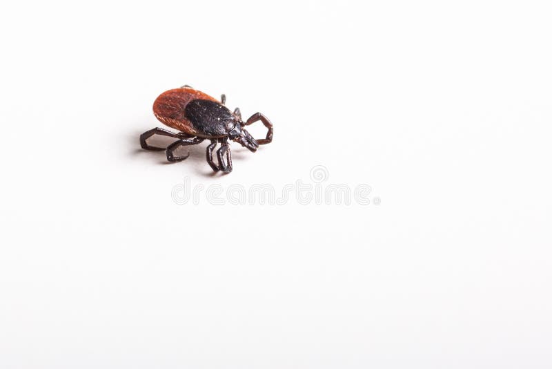 Tick - parasitic arachnid blood-sucking carrier of various diseases. Tick - parasitic arachnid blood-sucking carrier of various diseases