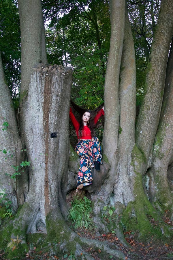 Señora de moda que se sienta en un árbol de haya imagen de archivo Señora de moda que se sienta en un árbol de haya imagen de archivo