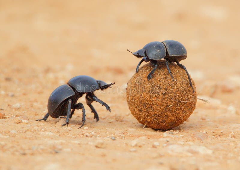 Sfera di rotolamento dello scarabeo di letame immagini stock Sfera di rotolamento dello scarabeo di letame immagini stock