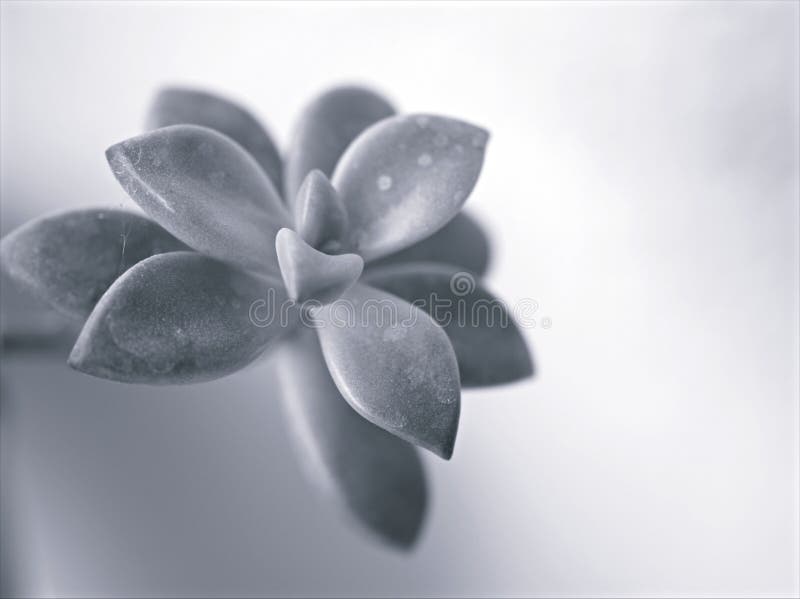 Sfocatura di chiusura di macrosucculento ghostplant graptopetalum paraguayense a immagine in bianco e nero e di fondo sfuocato vec immagini stock libere da diritti