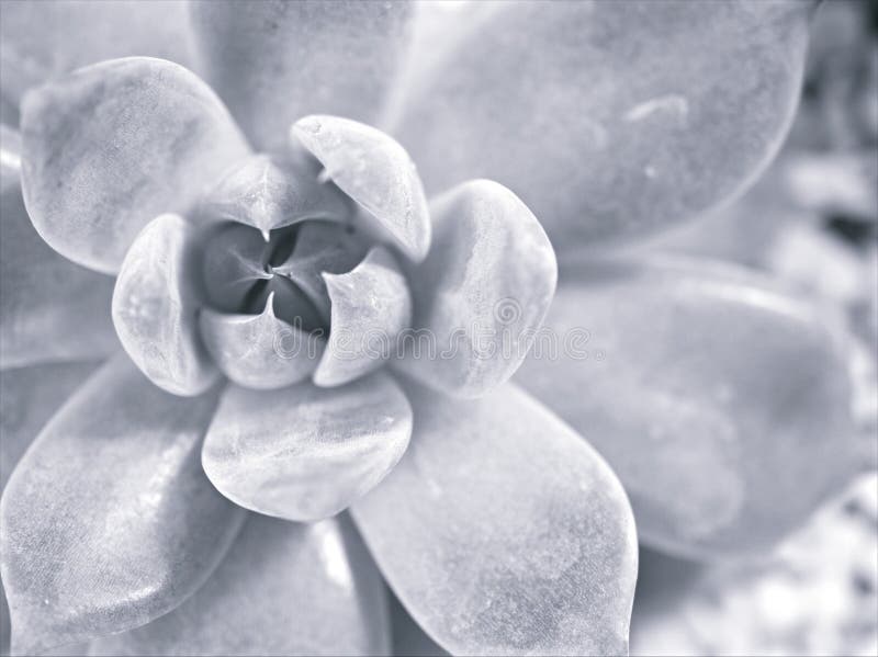 Sfocatura di chiusura di una macro succulenta di echeveria pulidonis pianta a immagine bianca e nera e in fondo sfocato foto di ve fotografia stock libera da diritti