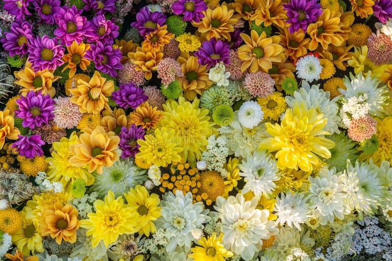 Sfondo dei fiori Fiori di crisantemo giallo, bianco e fucsia fotografia stock