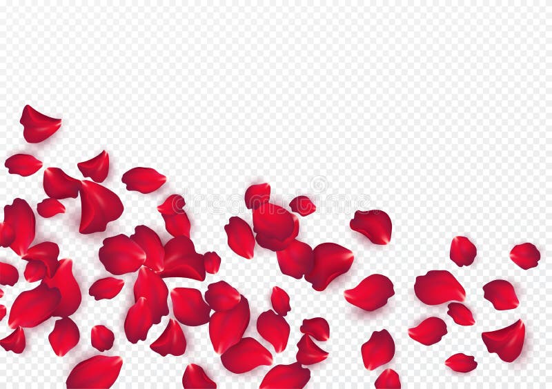 Sfondo dei petali di rosa isolati su uno sfondo bianco trasparente sfondo del giorno di San Valentino Illustrazione vettoriale
