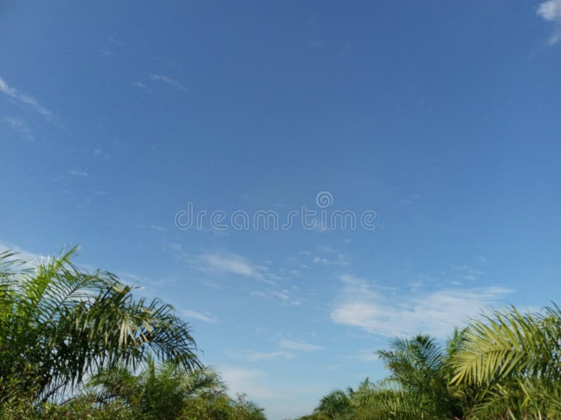 Sfondo del cielo azzurro con una piccola pianta di palma verde fotografia stock
