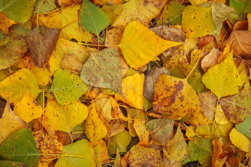 Sfondo delle foglie gialle e verdi Foto d'autunno scattata nella foresta fotografia stock Sfondo delle foglie gialle e verdi Foto d'autunno scattata nella foresta fotografia stock