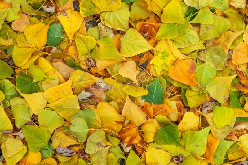Sfondo di foglie colorate Foto d'autunno scattata nella foresta immagini stock Sfondo di foglie colorate Foto d'autunno scattata nella foresta immagini stock
