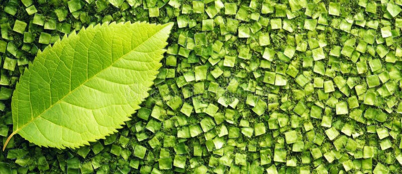 Sfondo di una pianta verde foglia con superficie e spazio testurizzato per testi adatti all'ambiente e al benessere immagini stock