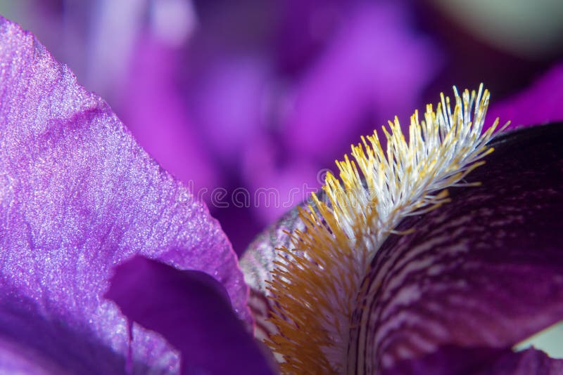Sfondo floreale naturale con diaframma barbuto viola su sfondo sfuocato. macro ripresa da un fiore iris fotografia stock