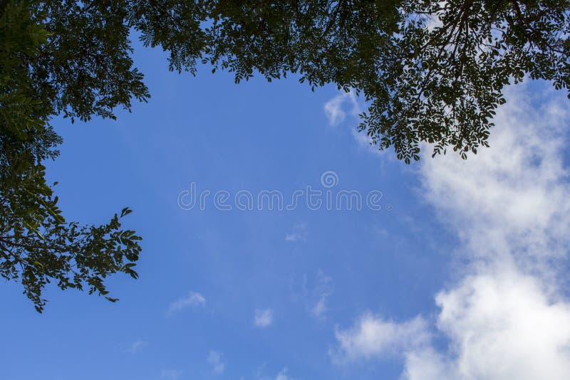 Sfondo naturale con cielo blu e le foglie Siluetta del ramo di albero fotografie stock Sfondo naturale con cielo blu e le foglie Siluetta del ramo di albero fotografie stock