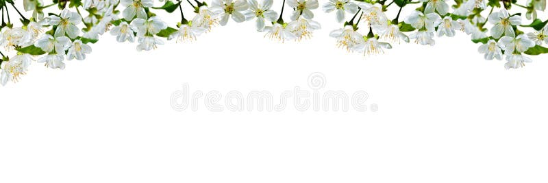 Sfondo naturale con i fiori e le foglie della ciliegia immagine stock