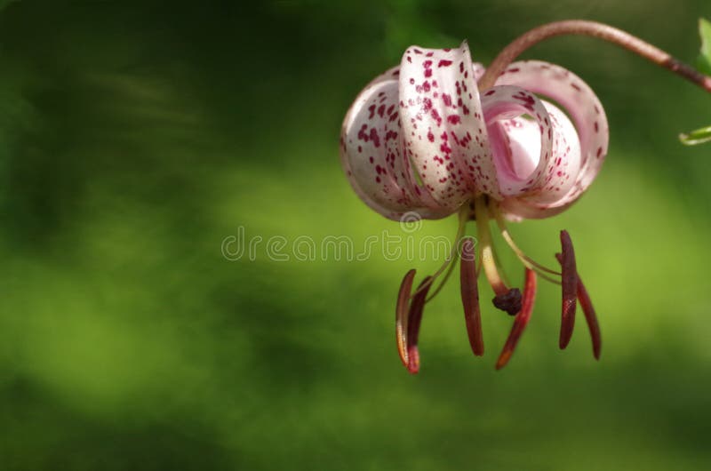 Sfondo naturale dei bokeh con Lilium martagon e spazio libero fotografie stock Sfondo naturale dei bokeh con Lilium martagon e spazio libero fotografie stock