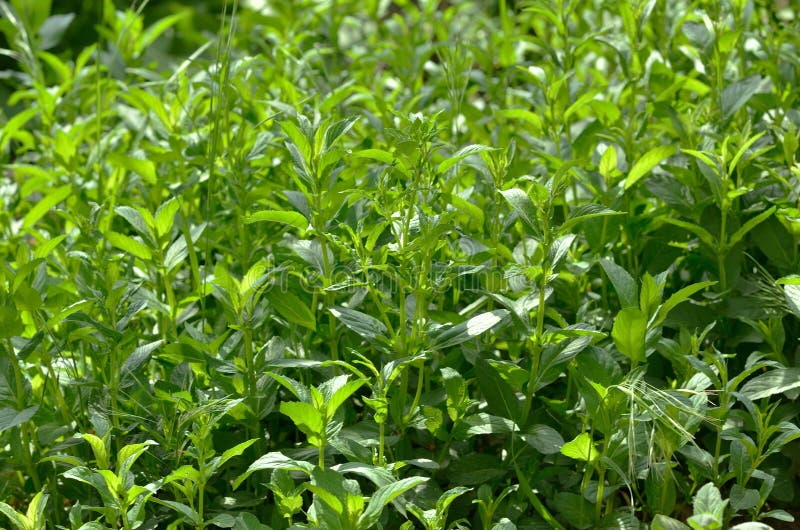 Sfondo naturale dei germogli verde intenso della menta fotografia stock Sfondo naturale dei germogli verde intenso della menta fotografia stock