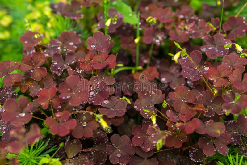 Sfondo naturale - foglie rosse di woodsorrel durante la pioggia fotografia stock Sfondo naturale - foglie rosse di woodsorrel durante la pioggia fotografia stock