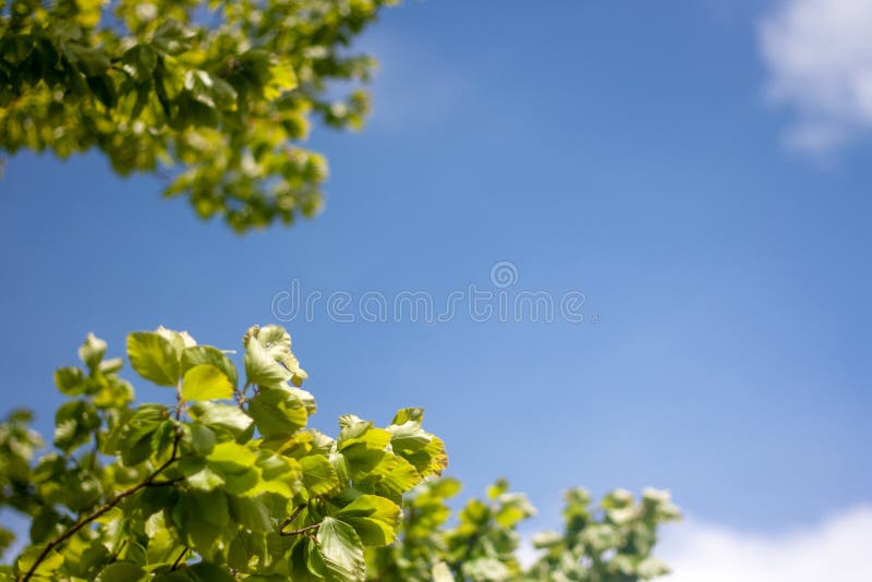 Sfondo naturale vibrante di chiari cielo blu e foglie verdi fotografia stock Sfondo naturale vibrante di chiari cielo blu e foglie verdi fotografia stock