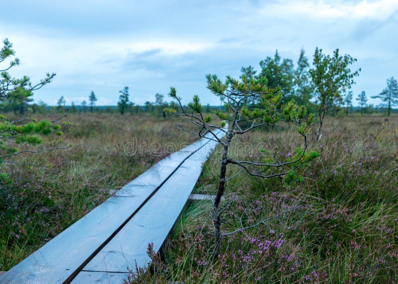 Sfondo piovoso del giorno di pioggia tradizionale panorama di bog paesaggio umido di passerella di legno prato e di muschio piccol immagini stock