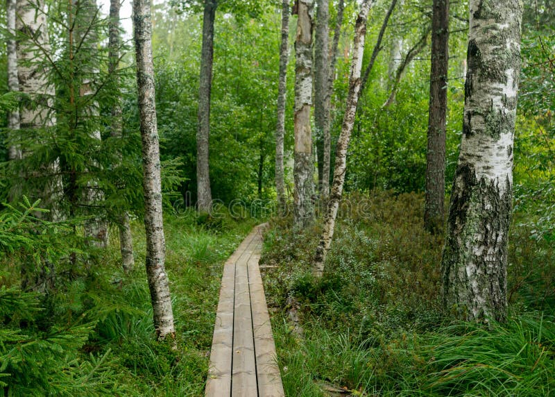 Sfondo piovoso del giorno di pioggia tradizionale panorama di bog paesaggio umido di passerella di legno prato e di muschio piccol immagini stock