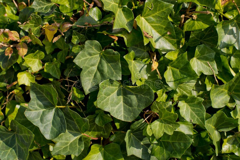 Sfondo vivo verde delle piante immagini stock libere da diritti Sfondo vivo verde delle piante immagini stock libere da diritti