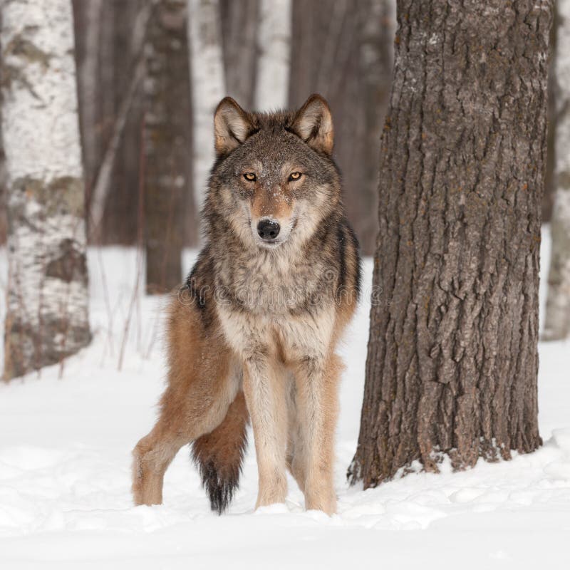 Sguardi di Grey Wolf (canis lupus) in avanti