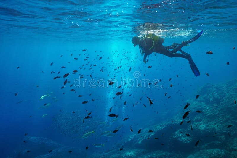 Sguardo del subaqueo al mare subacqueo del banco di pesci fotografia stock Sguardo del subaqueo al mare subacqueo del banco di pesci fotografia stock
