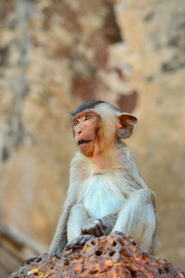 Scimmia immagini stock