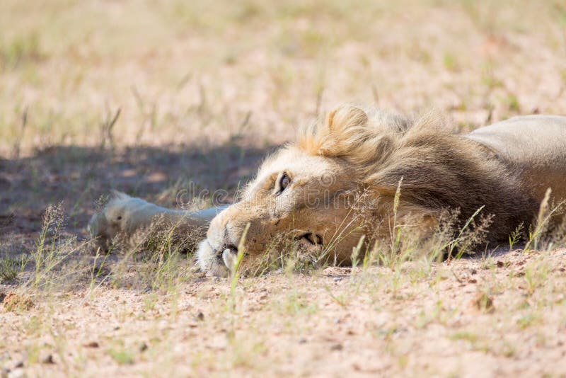 Sguardo di menzogne del leone fotografie stock