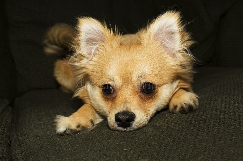 Sguardo di Pomchi immagini stock