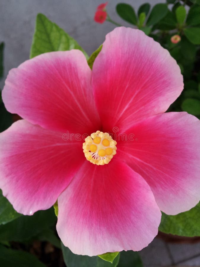 Shaba flower stock image