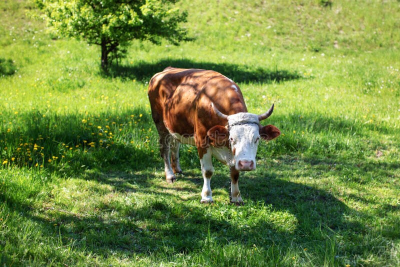 Shackled de vliegen behandelde koe, met metaalketting, die op de lente weiden stock afbeeldingen Shackled de vliegen behandelde koe, met metaalketting, die op de lente weiden stock afbeeldingen