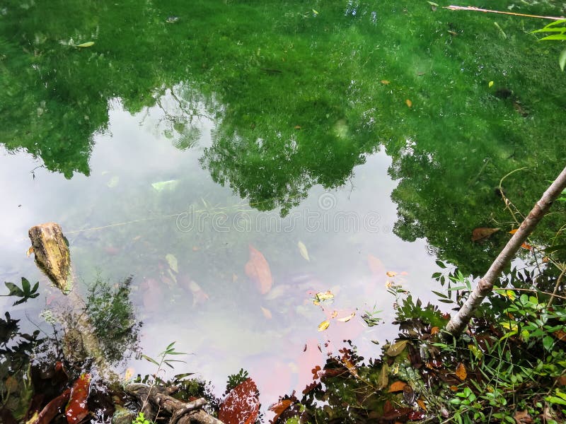 Shades of Green Colors Scene of Hot Spring Pond with Clear Water Stock ...