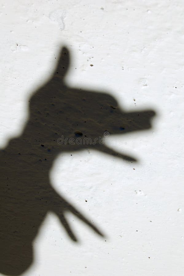 Shadow of animal