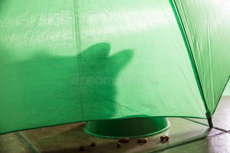 shadow of a cat under a green umbrella eating  croquettes abstract adorable animal animals art background bars beef carnivore cartoon catlike cats close-up clover color ham desktop dinner dish feline grass hungry hunter kitten kitty landscape leaf light luck nature no person outdoors recreation sky summer travel tree water wood. shadow of a cat under a green umbrella eating  croquettes abstract adorable animal animals art background bars beef carnivore cartoon catlike cats close-up clover color ham desktop dinner dish feline grass hungry hunter kitten kitty landscape leaf light luck nature no person outdoors recreation sky summer travel tree water wood