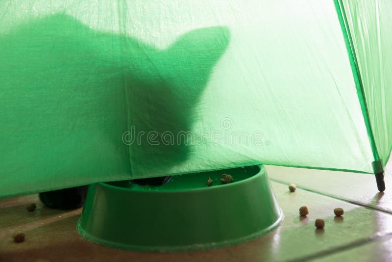 shadow of a cat under a green umbrella eating  croquettes abstract adorable animal animals art background bars beef carnivore cartoon catlike cats close-up clover color ham desktop dinner dish feline grass hungry hunter kitten kitty landscape leaf light luck nature no person outdoors recreation sky summer travel tree water wood. shadow of a cat under a green umbrella eating  croquettes abstract adorable animal animals art background bars beef carnivore cartoon catlike cats close-up clover color ham desktop dinner dish feline grass hungry hunter kitten kitty landscape leaf light luck nature no person outdoors recreation sky summer travel tree water wood