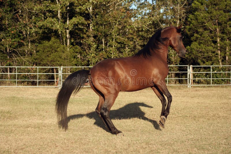 Arabian stallion rearing up with shadow. Bay arabian stallion rearing stock images, royalty-free photos and pictures
