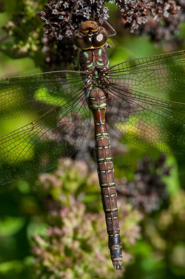 Shadow Darner