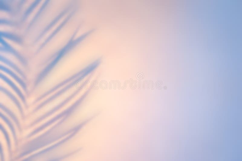 Shadow drawing from palm leaf in golden blue backlight. Gentle morning Abstract backdrop
