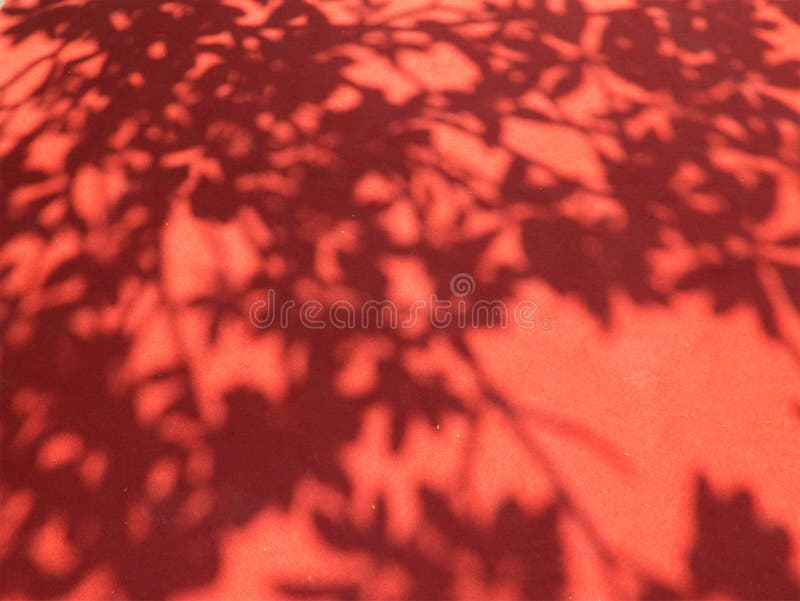 Tree leaves shadow in red carpet royalty free stock photography Tree leaves shadow in red carpet royalty free stock photography