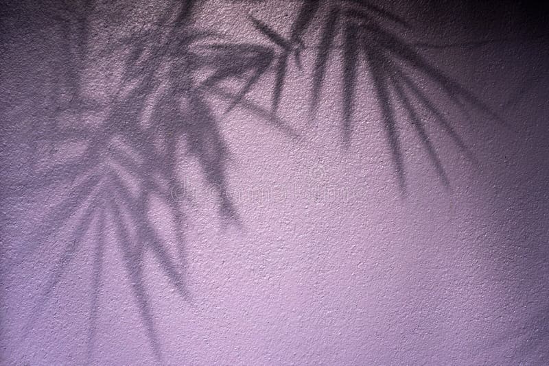 Shadow of leaves on wall