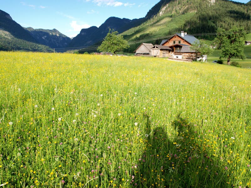 Shadow on the meadow