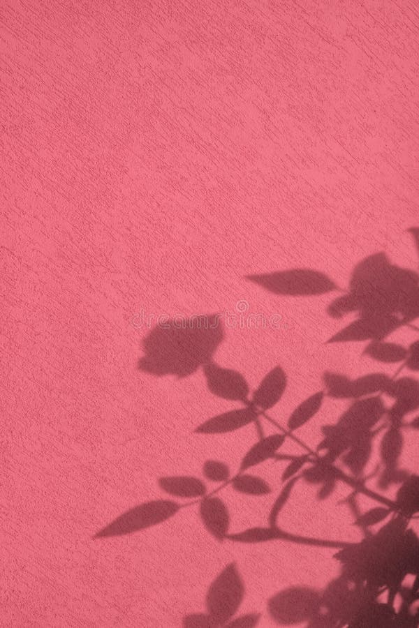 Shadow of rose leaves on pink concrete wall texture background