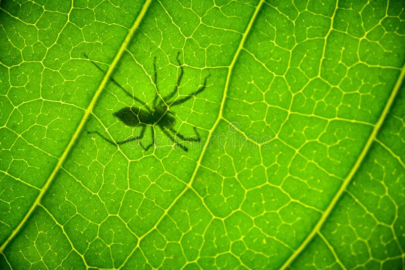 Shadow Spider on a green leaf stock photos