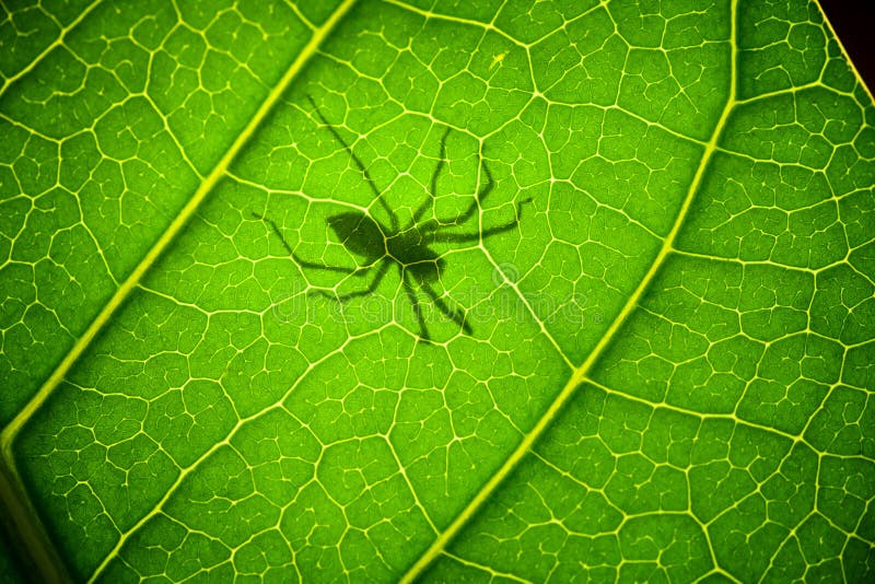 Shadow Spider on a green leaf royalty free stock photos