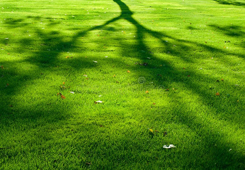 Shadow of a tree royalty free stock photos Shadow of a tree royalty free stock photos