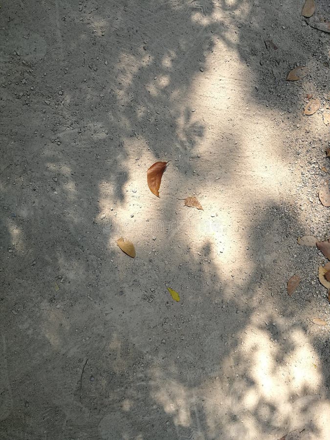 Shadow of Tree Branches on the Ground with Dry Fallen Leaves on the ...