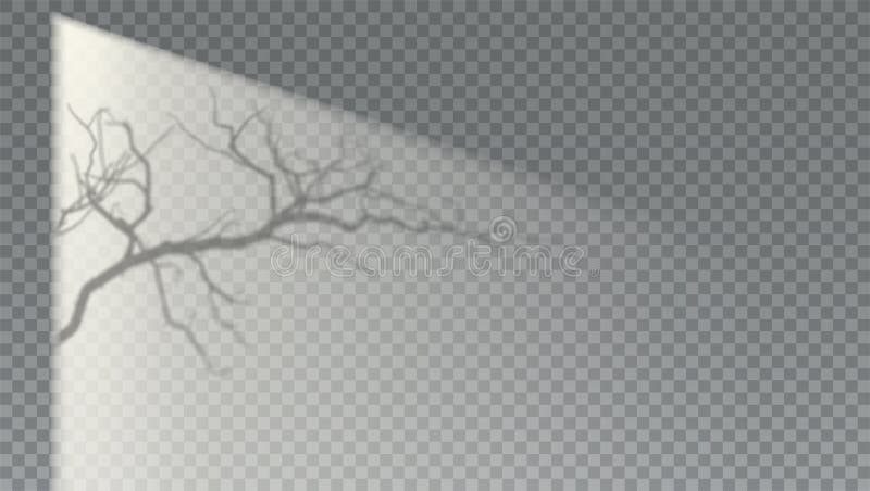 Shadow of tree branches on studio wall stock illustration