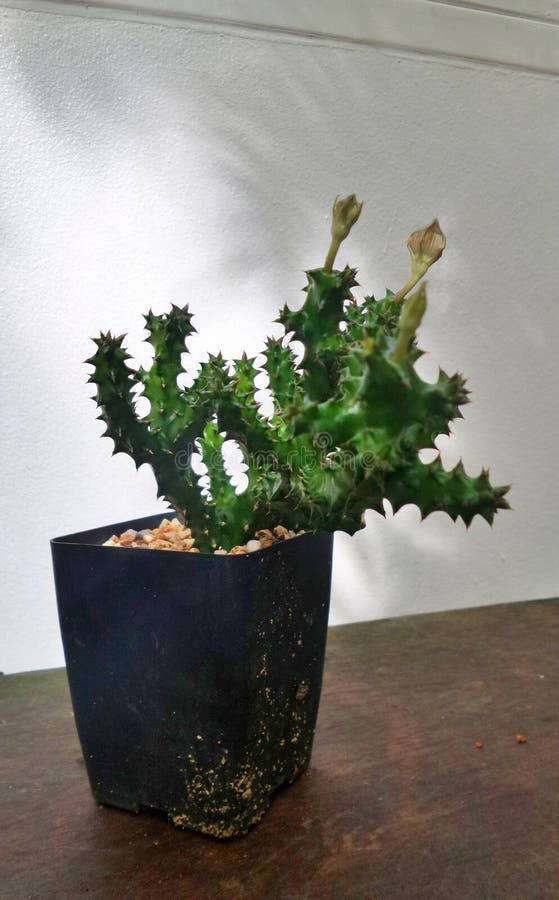Shadow of tree on white wall and cactus in plant pot on wooden garden bench stock photography Shadow of tree on white wall and cactus in plant pot on wooden garden bench stock photography