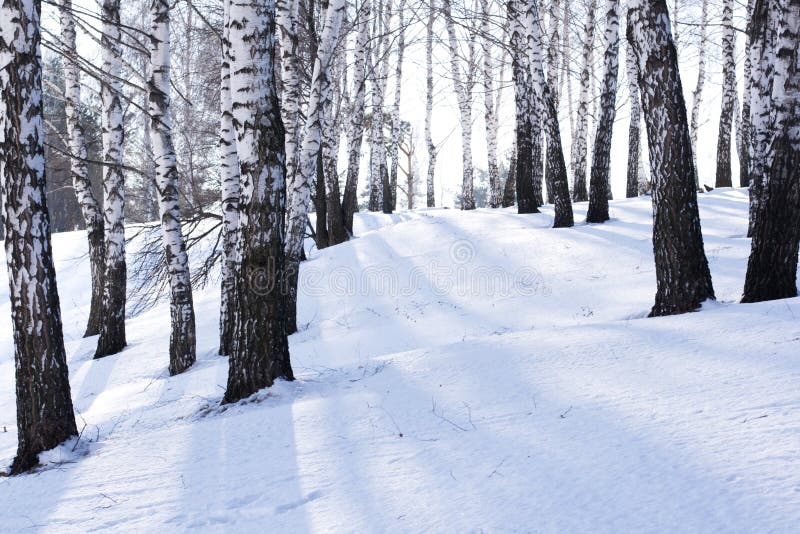 Shadows of birches