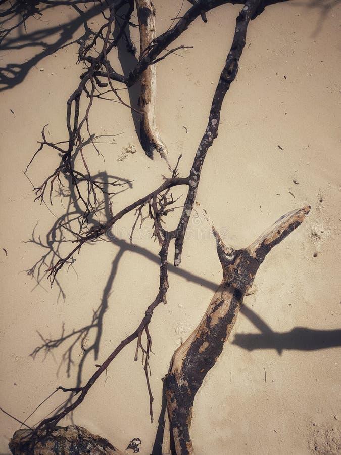 Shadows of Dried Trees and Some Dried Tree Trunks and Ratings on the Sand at a Beach Stock Image